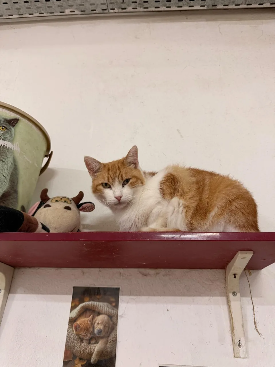 Gato laranja e branco deitado numa prateleira vermelha, junto a um peluche.