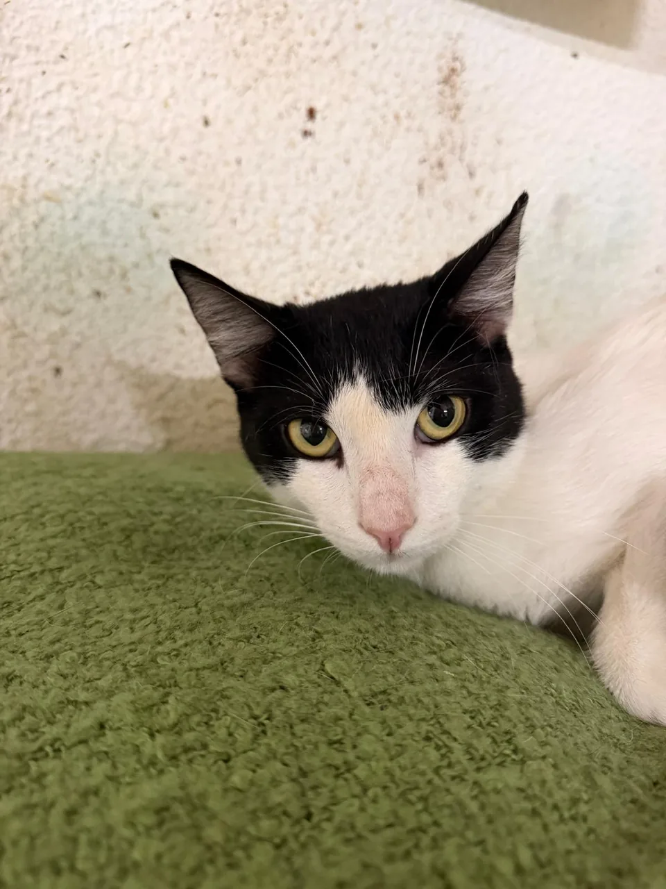 Gato branco e preto deitado numa manta verde.