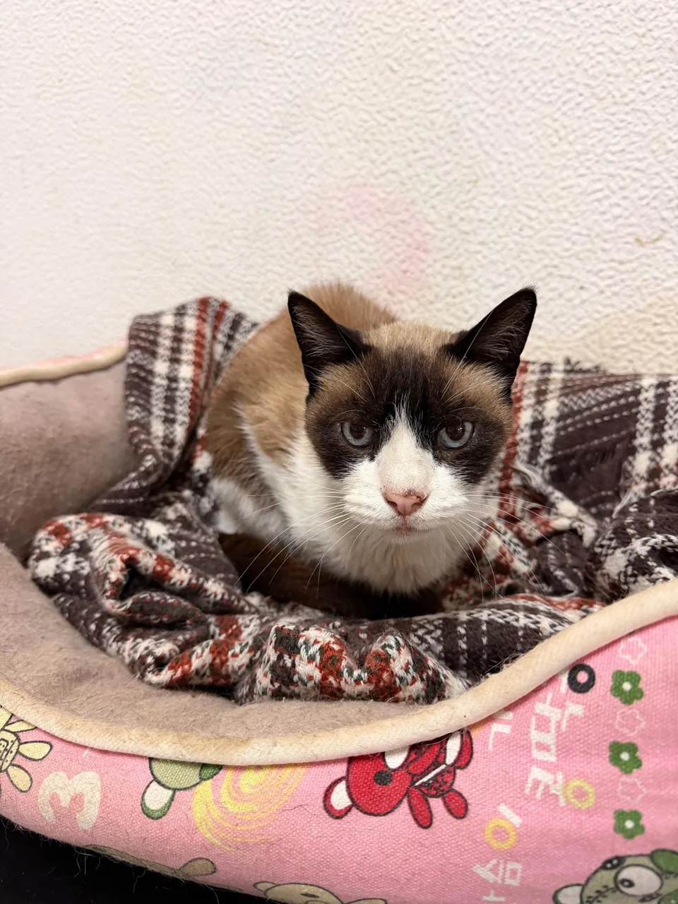 Gato castanho e branco numa cama cor-de-rosa.