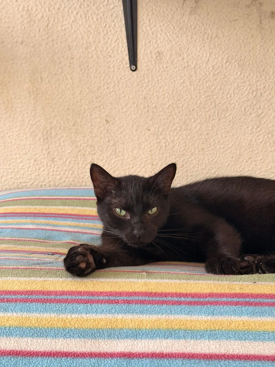 Gato preto deitado numa manta às riscas.