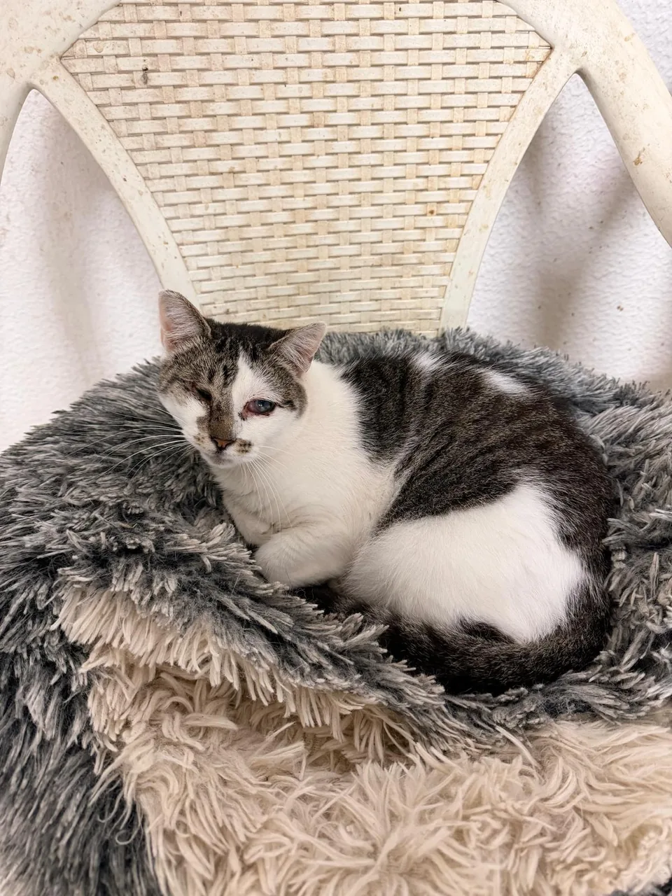 Gato branco e tigrado numa cadeira com uma manta felpuda.