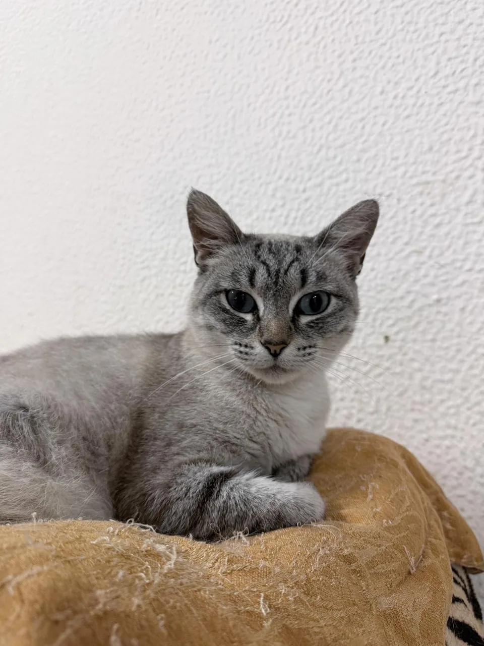 Gato claro com riscas cinzentas numa almofada amarela.