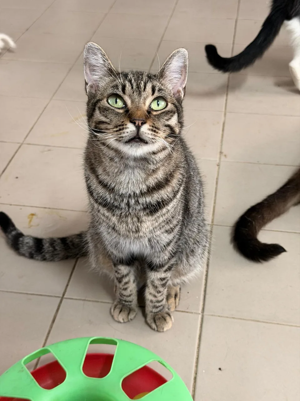 Gato tigrado a olhar para cima, junto a um brinquedo verde.