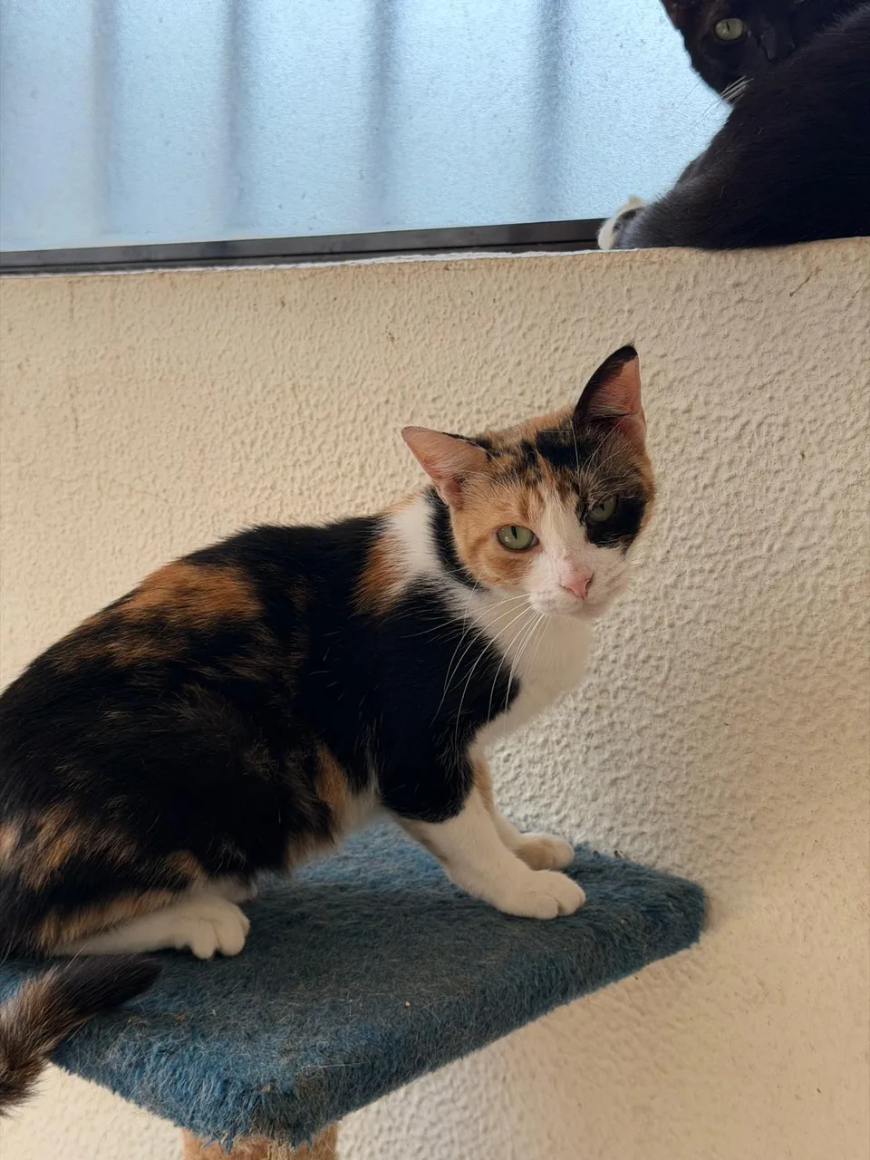 Gato tricolor numa prateleira junto à janela.