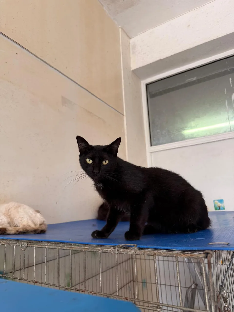 Gato preto sentado sobre uma superfície azul.