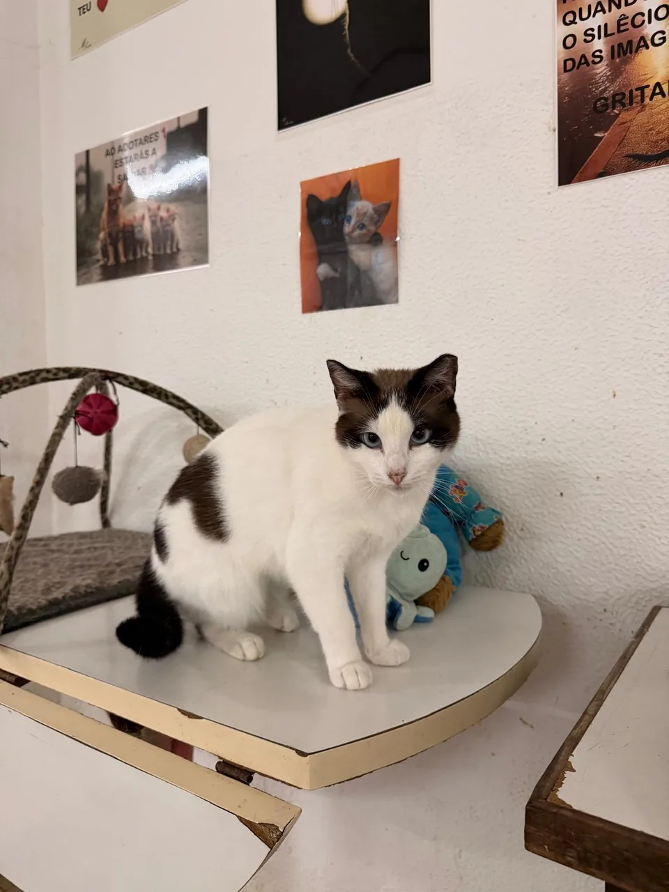 Gato branco com manchas castanhas e olhos azuis, numa pequena mesa.