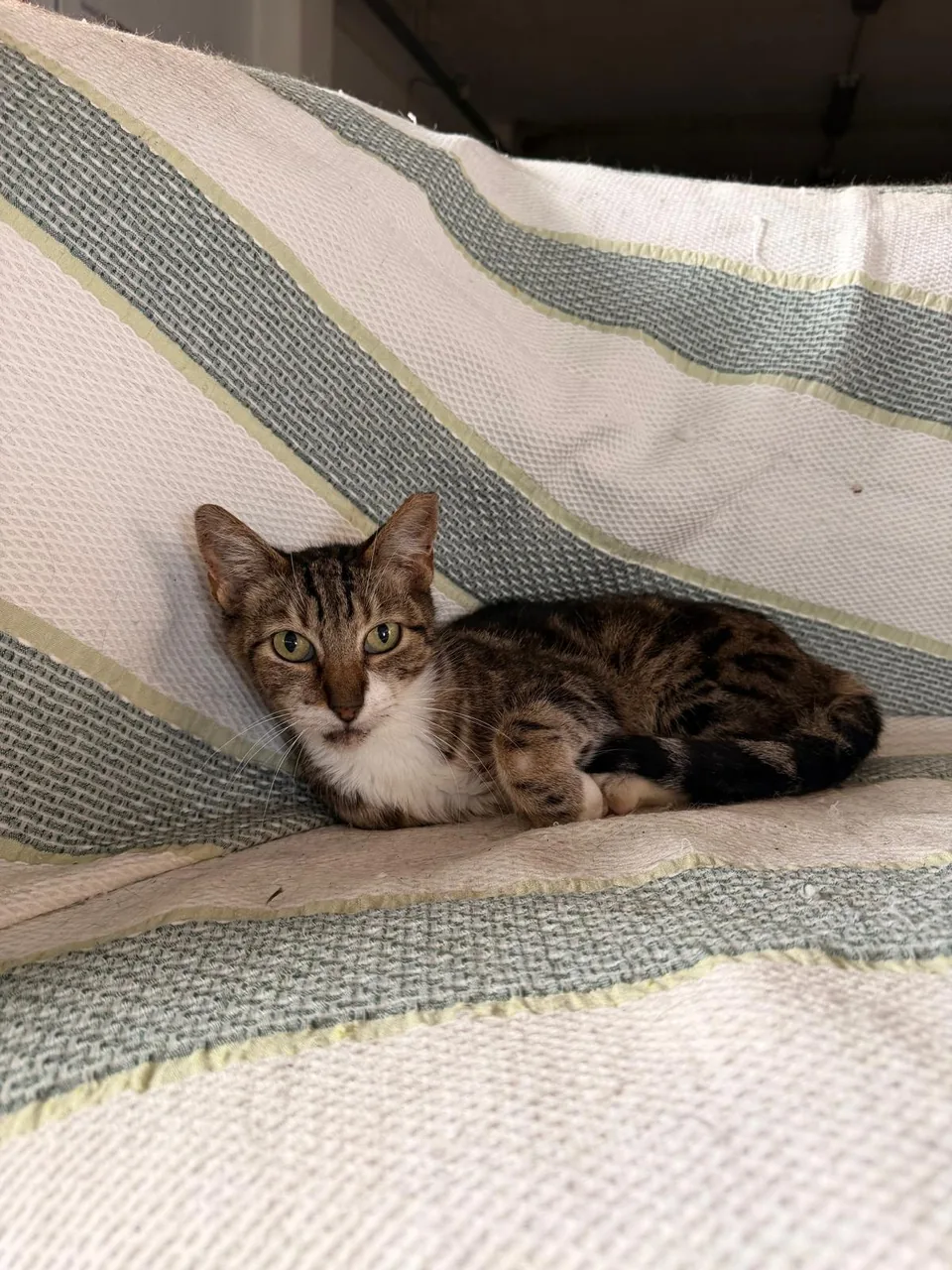 Gato tigrado e branco deitado numa manta às riscas verdes.