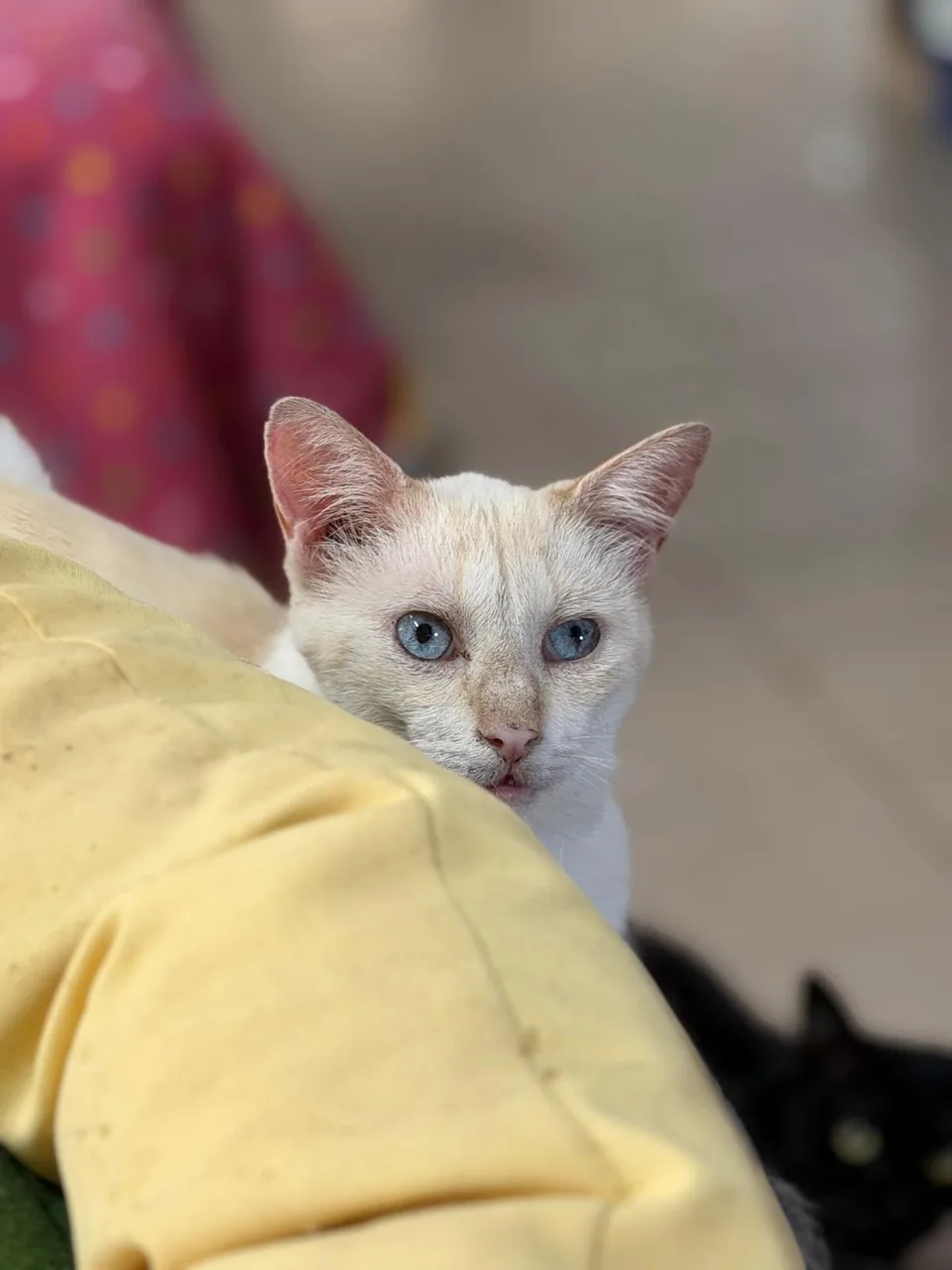 Gato claro de olhos azuis a espreitar por trás de uma almofada amarela.