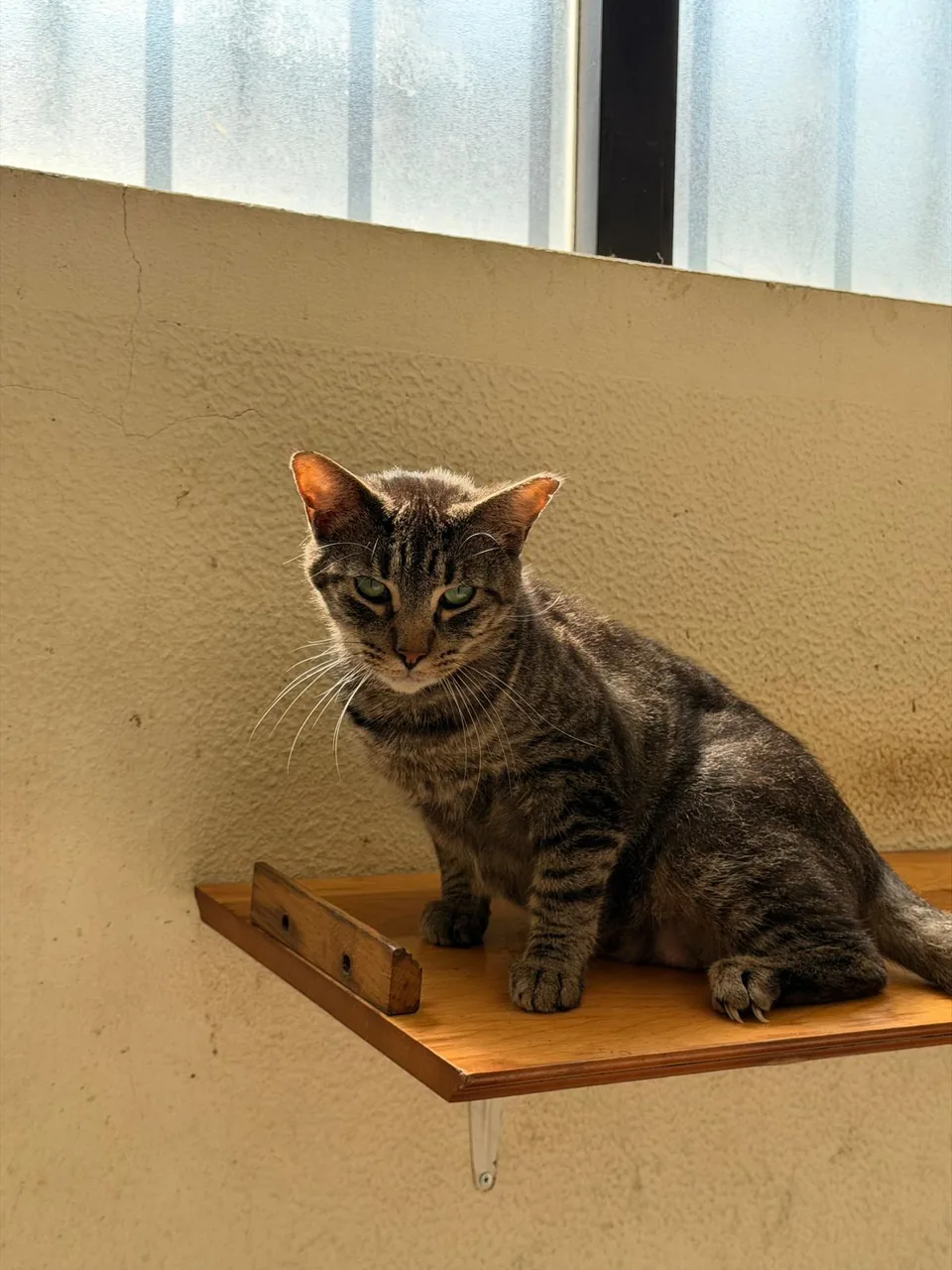 Gato tigrado sentado numa prateleira de madeira.