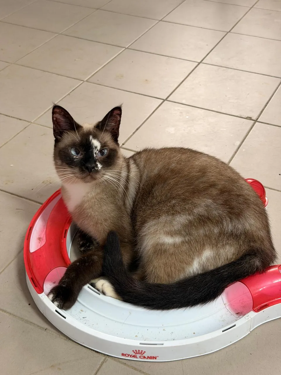 Gato castanho e branco com olhos azuis, deitado num brinquedo circular.