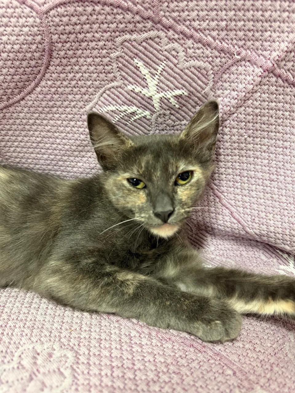 Gato cinzento com manchas claras numa manta lilás.
