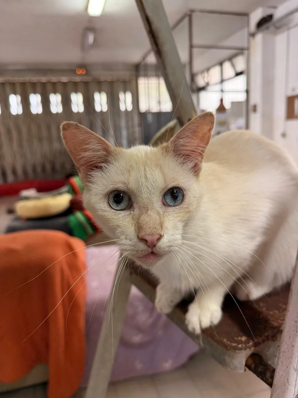 Gato de pelo claro e olhos azuis, em cima de uma escada.