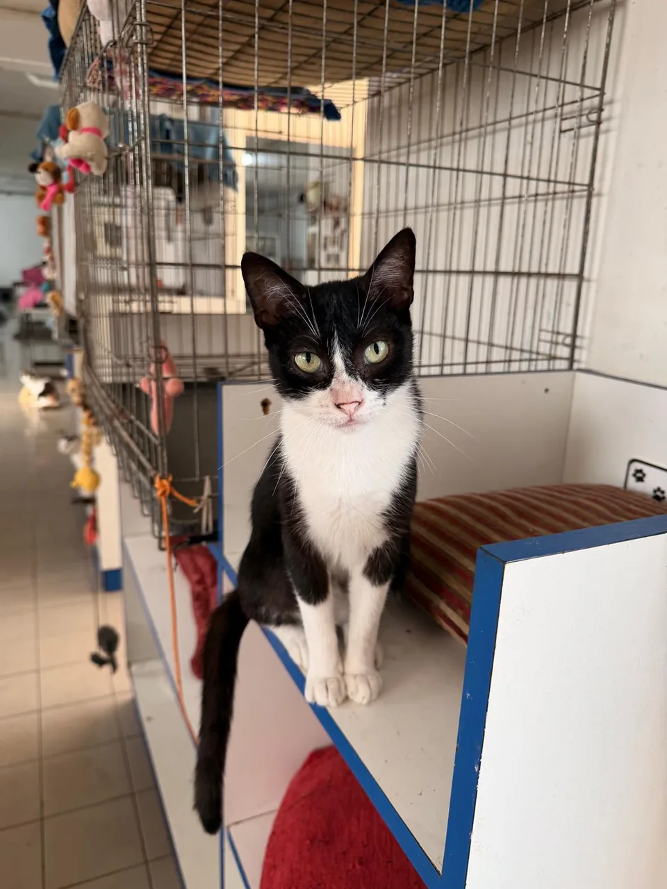 Ritinha, gata preta e branca, sentada à entrada de um espaço de descanso.