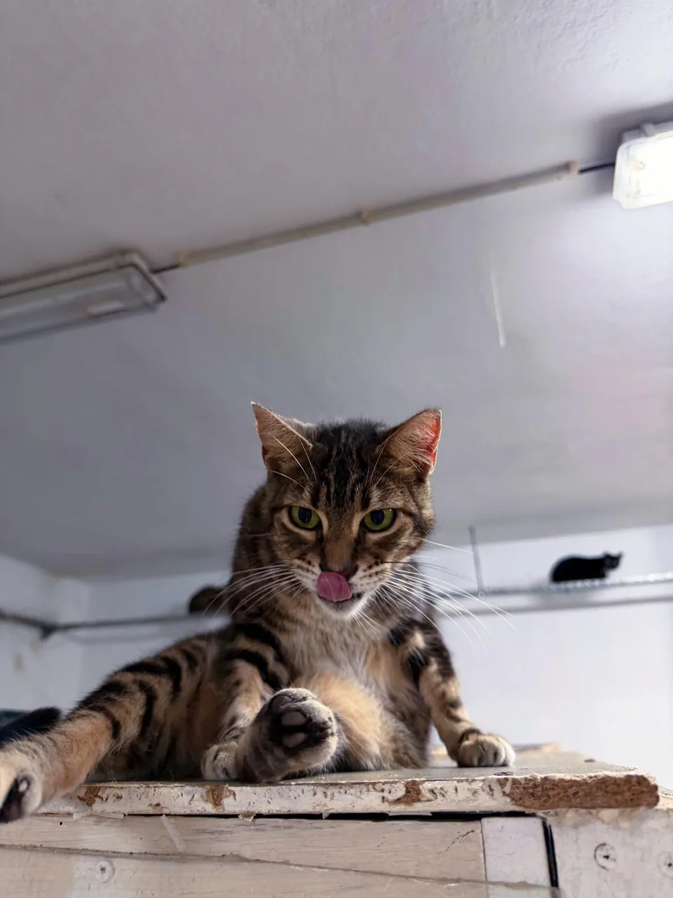 Gato tigrado a lamber o focinho, sentado numa superfície branca.