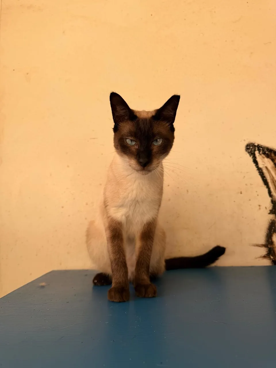 Gato de pelo castanho escuro na face e claro no corpo, sentado numa superfície azul.