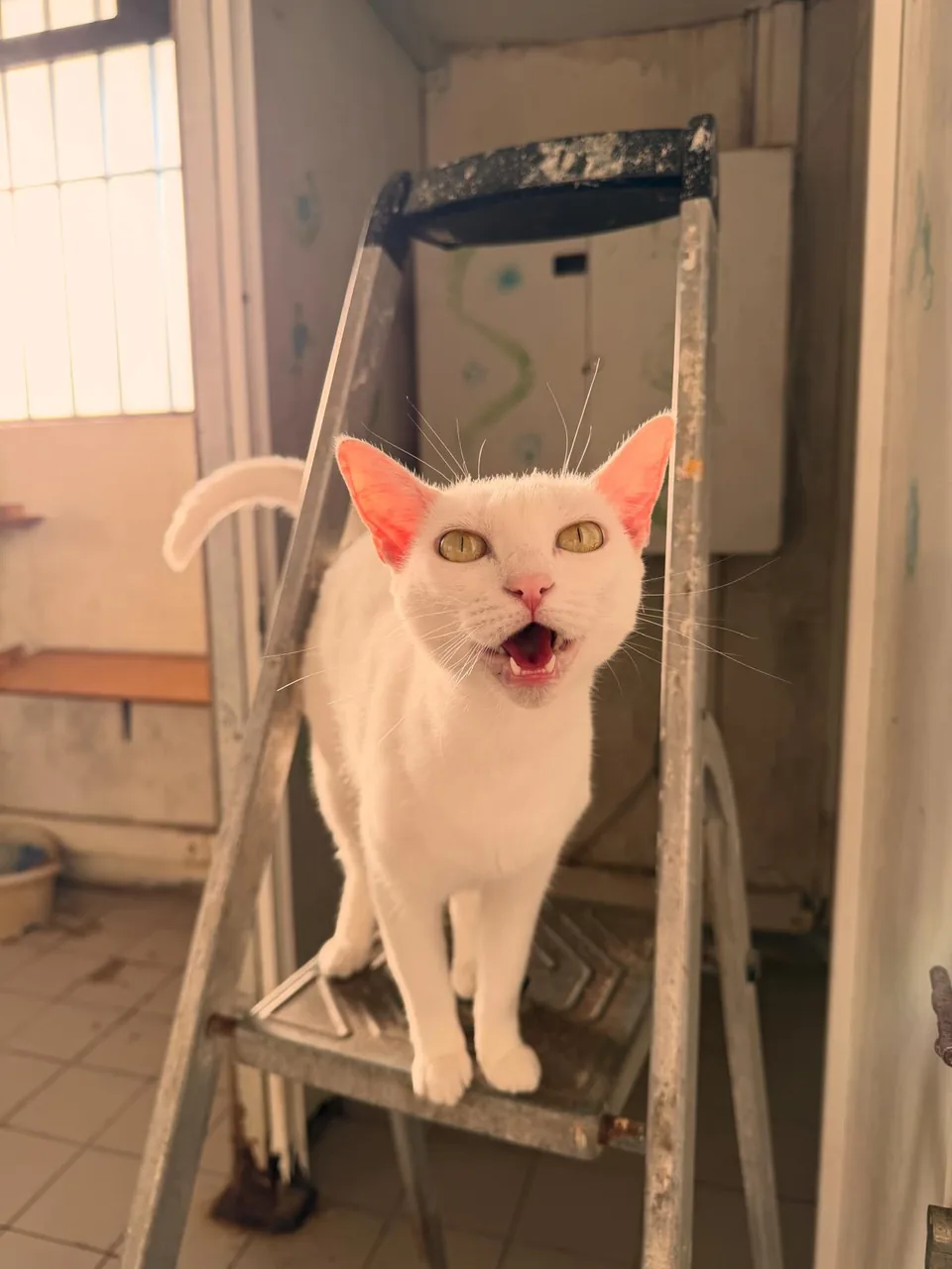 Gata branca a miar, em cima de uma escada.