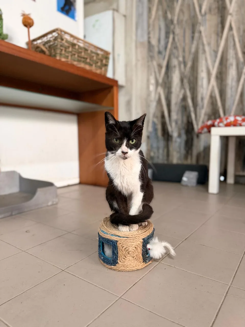 Gato preto e branco sentado num pequeno arranhador, no interior do gatil.
