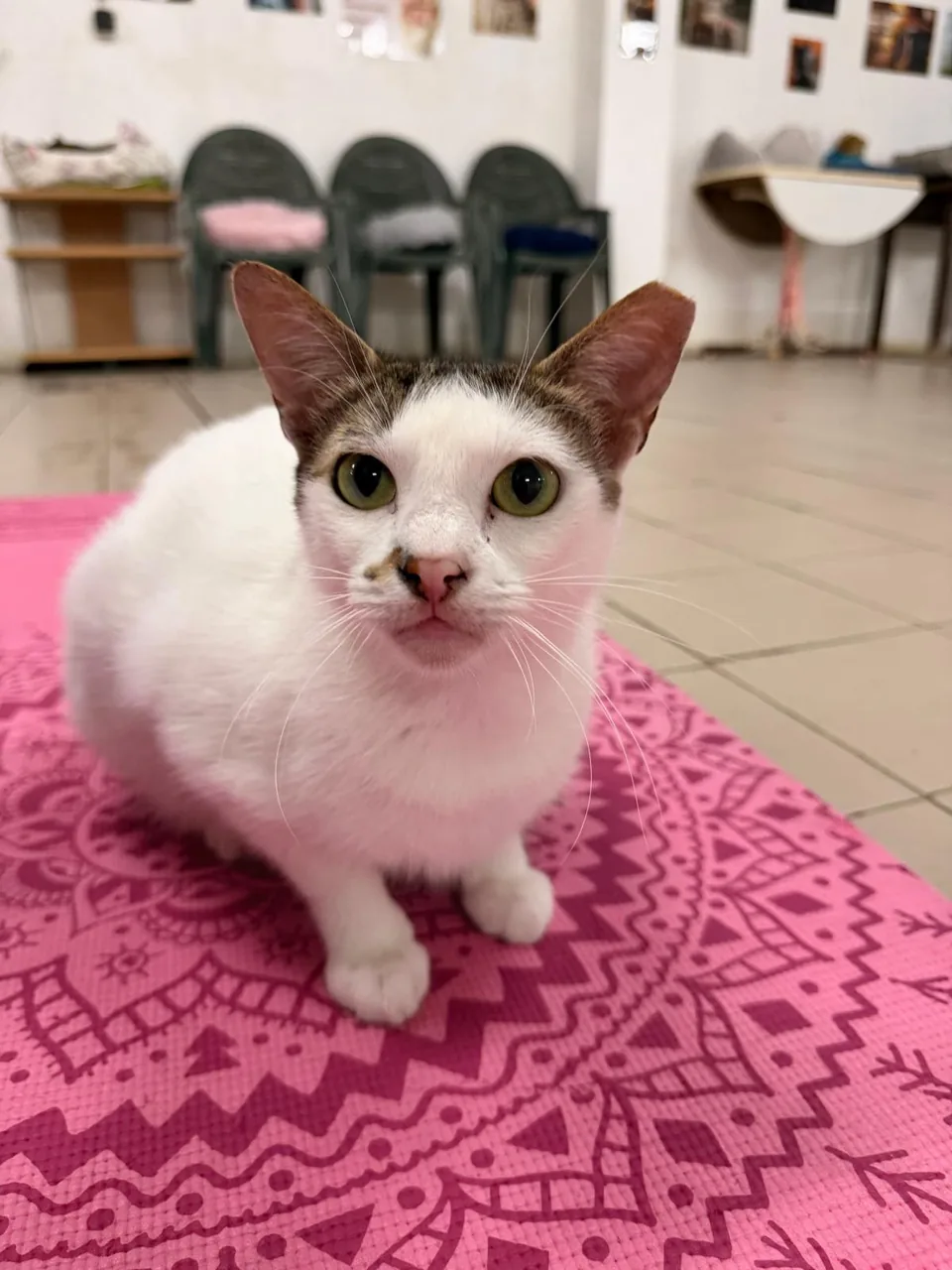 Uma gata do Aqui há Gato! olha diretamente para ti, sentada numa manta cor-de-rosa.