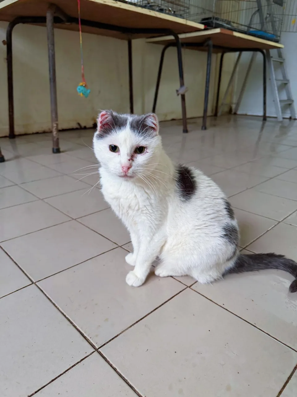 Gato branco com manchas cinzentas, sentado no chão do gatil.