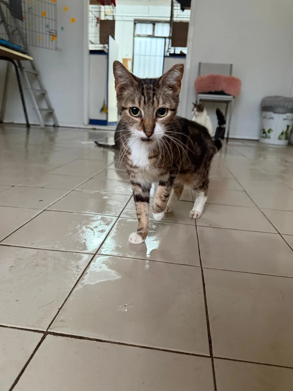 Gato tigrado com patas brancas a caminhar pelo espaço do gatil.