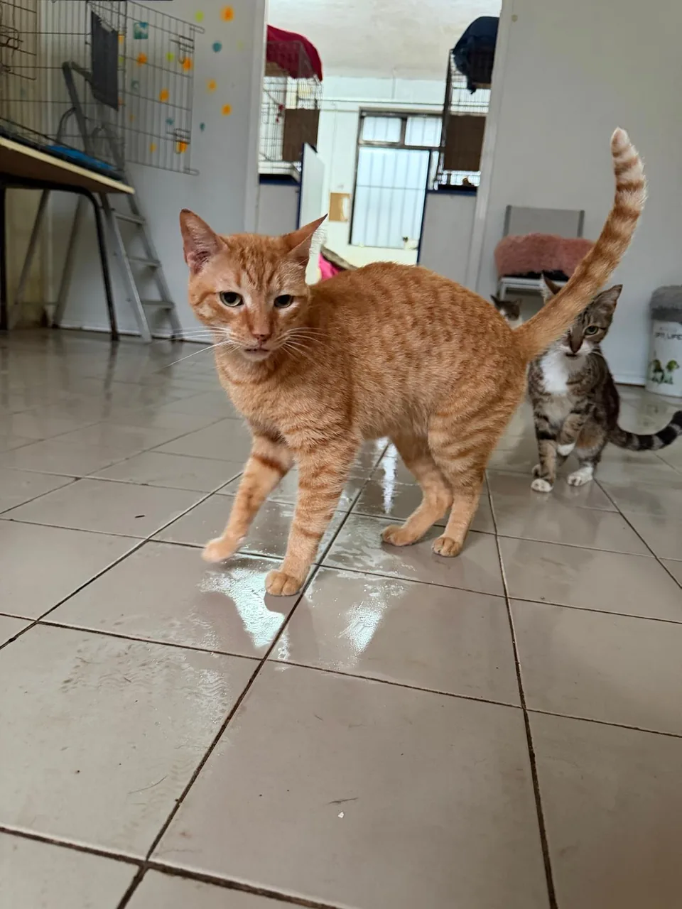 Gato laranja a caminhar pelo gatil, com outro gato atrás.