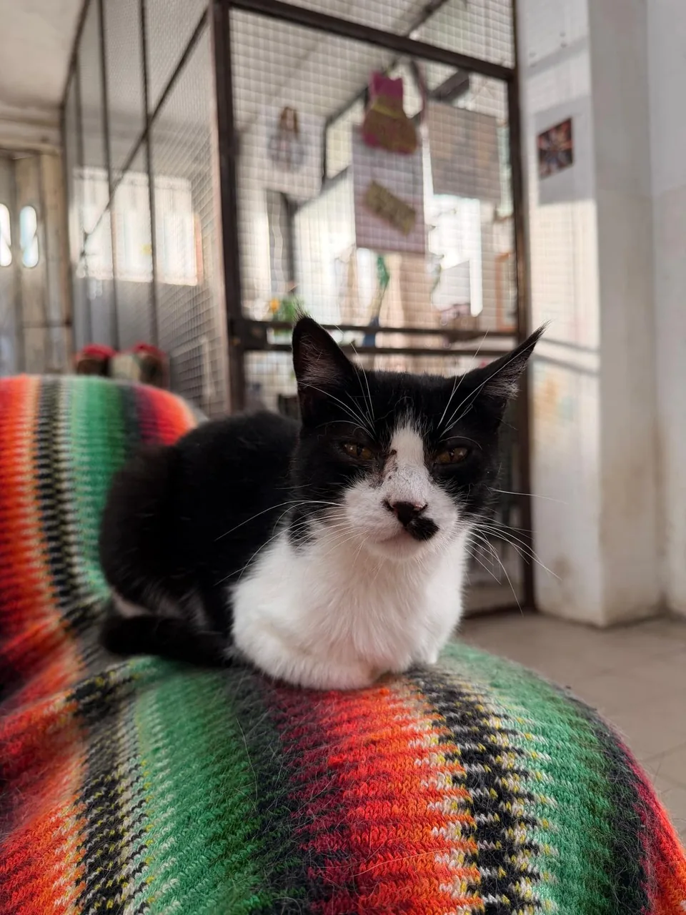 Carminho, gata preta e branca, deitada numa manta colorida.